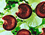 000802_c704_0034_cslst.gif