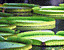 000802_c672_0086_cslst.gif