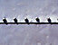 000802_c662_0029_cslst.gif