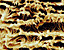 000802_c645_0016_cslst.gif