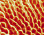 000802_c645_0013_cslst.gif