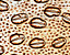 000802_c645_0006_cslst.gif