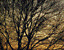 000802_c460_0019_cslst.gif