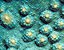 000802_c452_0052_cslst.gif