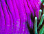 000802_c452_0051_cslst.gif