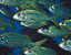 000802_c452_0011_cslst.gif