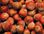 000802_c449_0086_cslst.gif