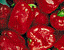 000802_c449_0014_cslst.gif