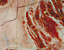 000802_c426_0019_cslst.gif
