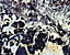 000802_c426_0013_cslst.gif