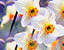 000802_c236_0036_cslst.gif