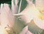 000802_c221_0013_cslst.gif