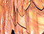 000802_c218_0079_cslst.gif