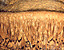 000802_c218_0077_cslst.gif