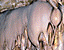 000802_c218_0025_cslst.gif