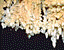 000802_c218_0020_cslst.gif