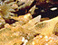 000802_c218_0013_cslst.gif