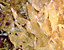 000802_c218_0012_cslst.gif