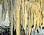 000802_c218_0007_cslst.gif