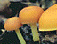 000802_c208_0011_cslst.gif