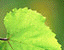 000802_c157_0099_cslst.gif