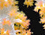 000802_c101_0025_cslst.gif