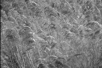 P0315850.jpg