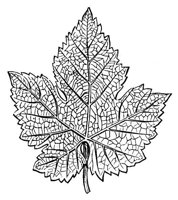 254590.jpg