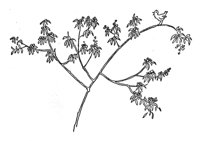 97082.jpg