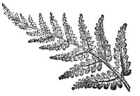 659477.jpg