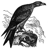 437244.jpg