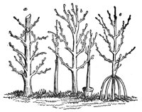 437110.jpg