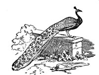 419624.jpg