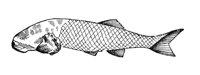 419538.jpg