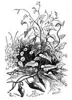 419284.jpg