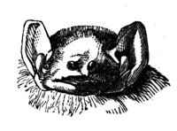 419278.jpg