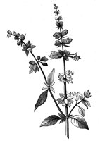 419254.jpg