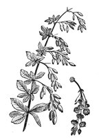 419204.jpg