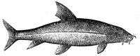 419202.jpg