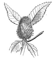 419188.jpg