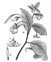 419170.jpg
