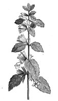 419168.jpg