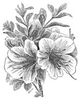 419110.jpg