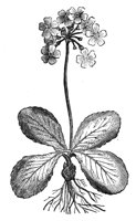 419090.jpg