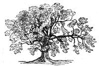 419036.jpg