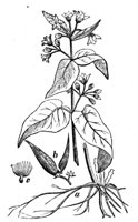 419034.jpg