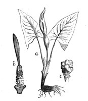 419016.jpg