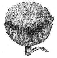 419010.jpg