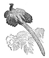 418964.jpg