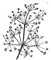 418752.jpg